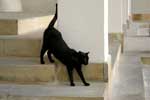 картинки кошек черного цвета