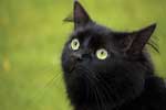 бесплатные картинки черной кошки