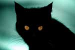 картинки черных кошек на аву