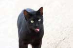 черная кошка картинка для детей