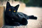 красивые картинки черных кошек