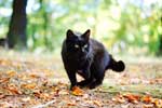 черная кошка красивые картинки