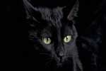 картинки на телефон черных кошек