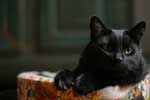 бесплатные картинки черной кошки