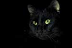 скачать картинки черных кошек