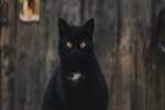 картинки кошек черного цвета
