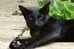 черная кошка картинка для детей