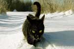 скачать картинки черных кошек бесплатно