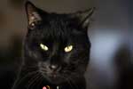 черная кошка красивые картинки