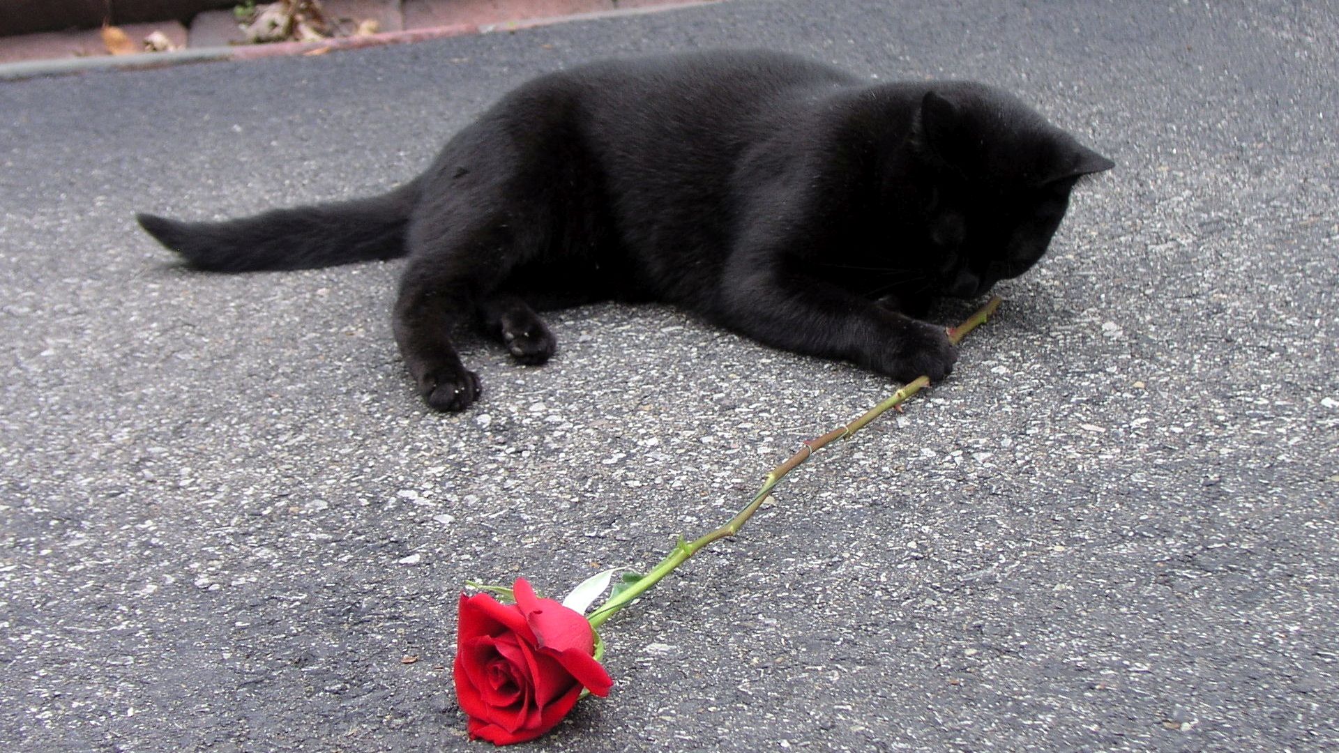 Черный котенок с розой
