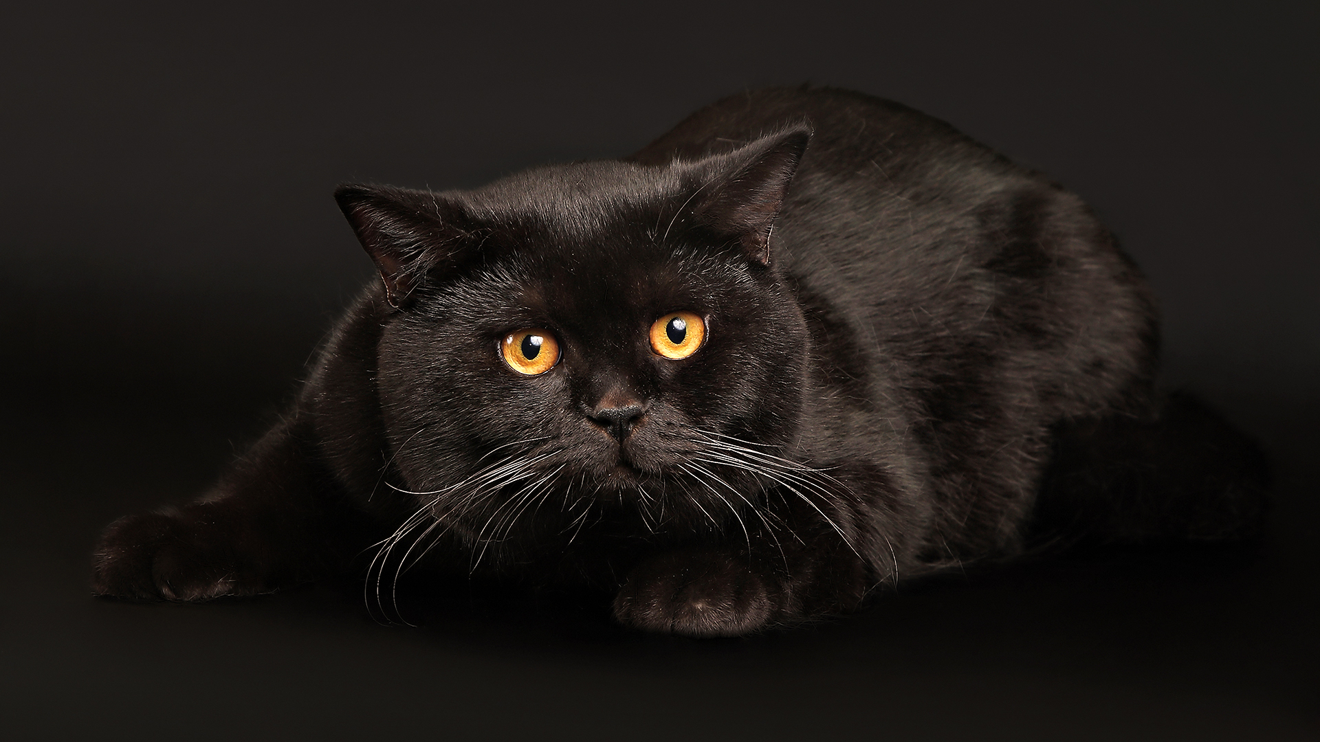 Черный британец кошка