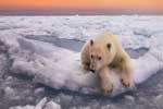 белый медведь фото картинки