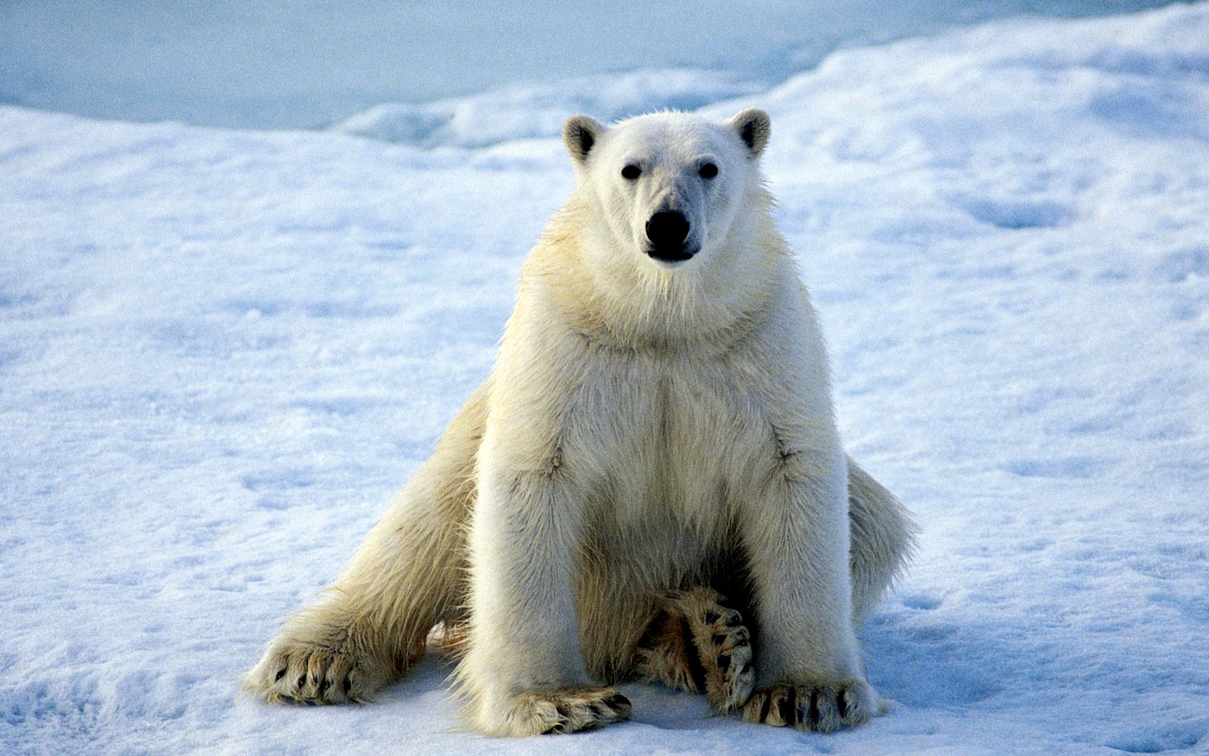 Животные севера белый медведь