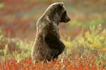 бурый медведь красивые фото