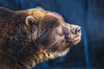 бурый медведь красивые фото