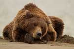 фото бурых медведей высокого качества
