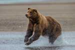 фото бурых медведей высокого качества