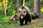 фото бурого медведя в лесу