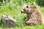 бурый медведь фото животного