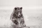 бурый медведь фото животного