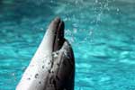 дельфин картинка для детей