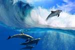 картинки добрых дельфинов