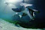 дельфин фото картинки