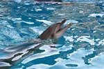 дельфин животное картинки
