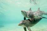 красивые картинки море дельфины