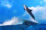 волшебные картинки дельфины
