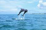 скачать бесплатно картинку на телефон дельфина