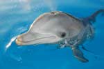 картинка дельфина милого