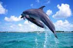 картинки на телефон красивые дельфины