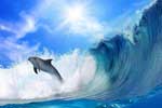 картинки дельфинов в море