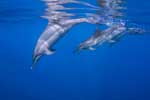 изображение дельфина картинка