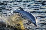 дельфин картинки большие