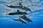 картинки волны дельфины