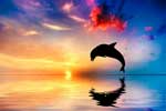 картинки настоящий дельфин