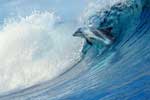 дельфины фото красивые картинки