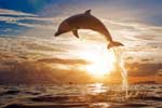 дельфины под водой картинки