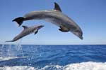 картинки фон дельфины