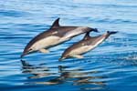 скачать картинки дельфинов бесплатно