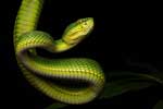 Красивые картинки змей