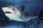 картинки про акул белой