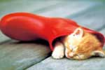 картинки рыжих котят