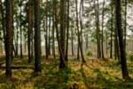 картинки на тему лес