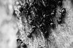 фото картинки муравьев