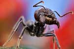 смешные картинки муравьев