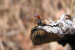насекомые муравьи картинки