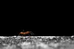 смотреть картинки муравьев